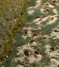 River Scene