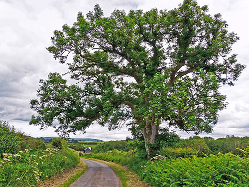 Ash Tree  Copyright Rose and Trev Clough and licensed for reuse under this Creative Commons Licence. 