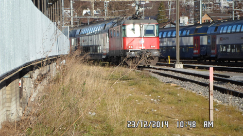 Hunting Lions In Zurich